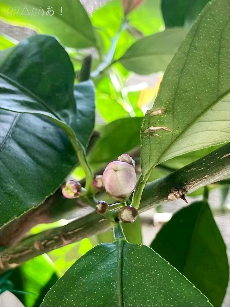 あいびー tweet media