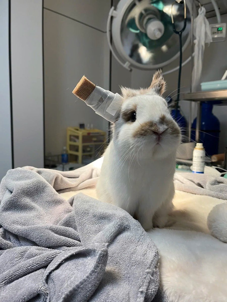 Why you should have a rabbit tweet media