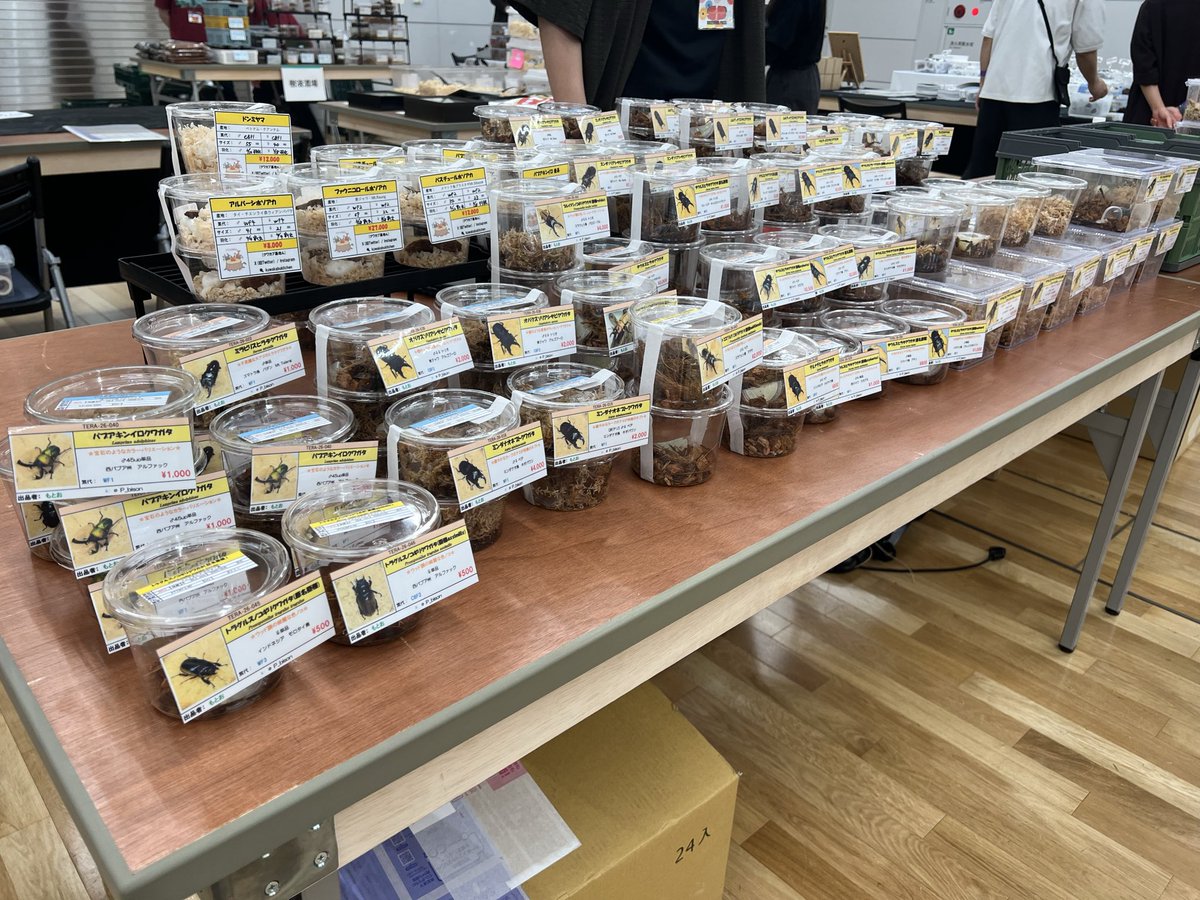 あにや@クワガタブリーダー tweet media