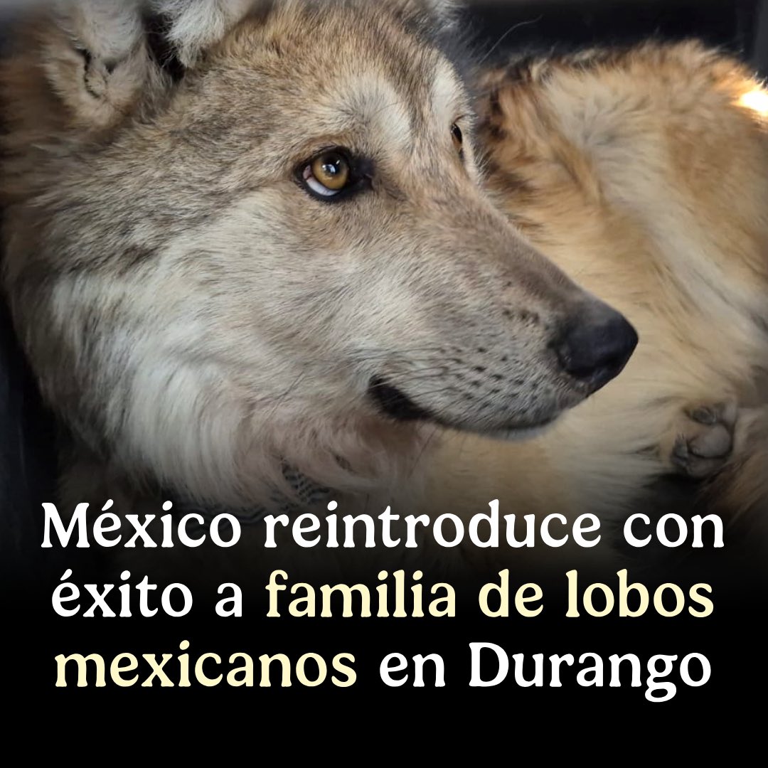 📄 #COMUNICADO | México reintroduce con éxito a familia de lobos mexicanos en Durango.

➡️ bit.ly/3QyF6e9
#SomosMedioAmbiente