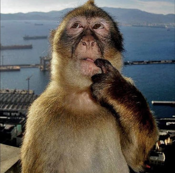 ari maya tweet media