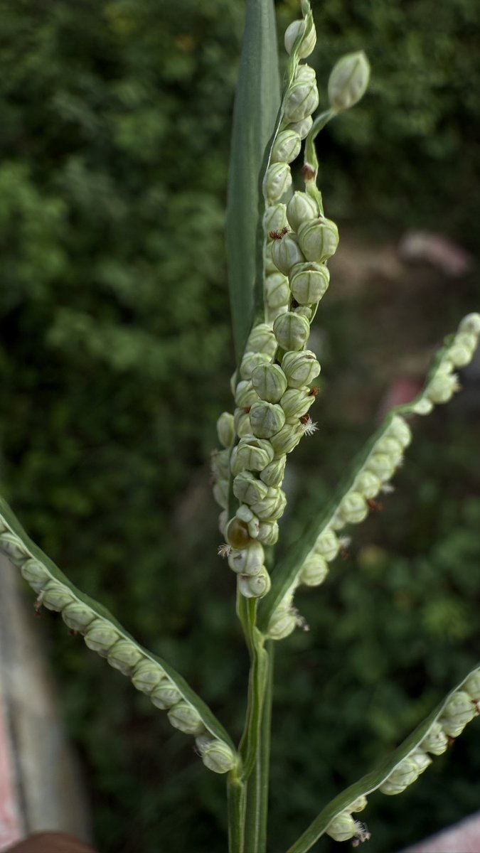 BiotechSanjeet's tweet image. Some common grass species of Mahanadi River Areas, Cuttack 

#grass #Mahanadi #Cuttack #Odisha #Wildlife