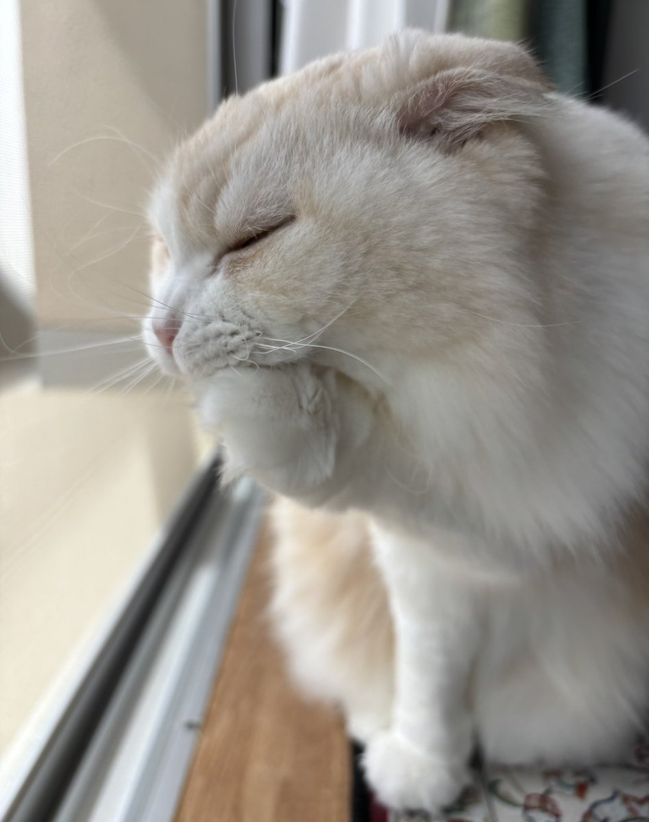 yukineko_2016 tweet picture