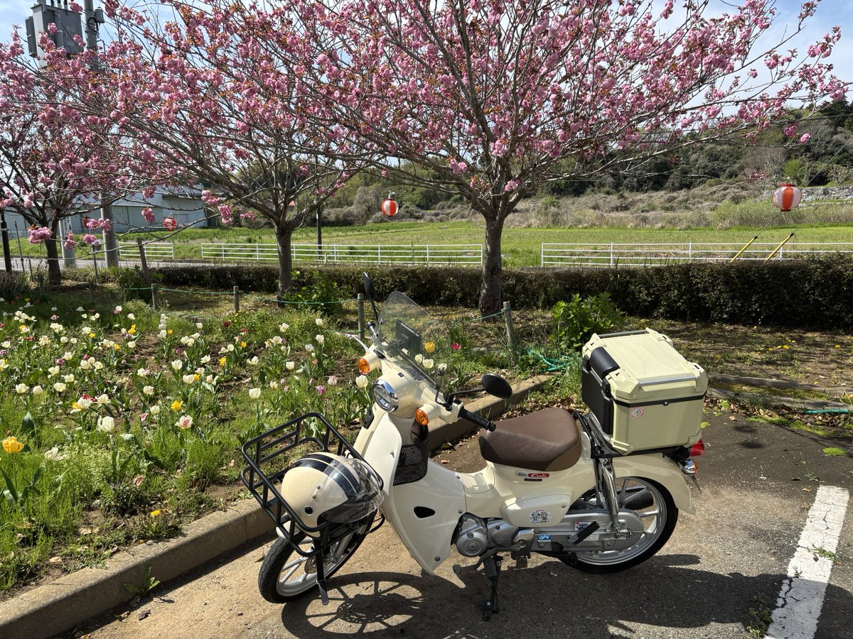 seed ベビメタおじさん tweet media