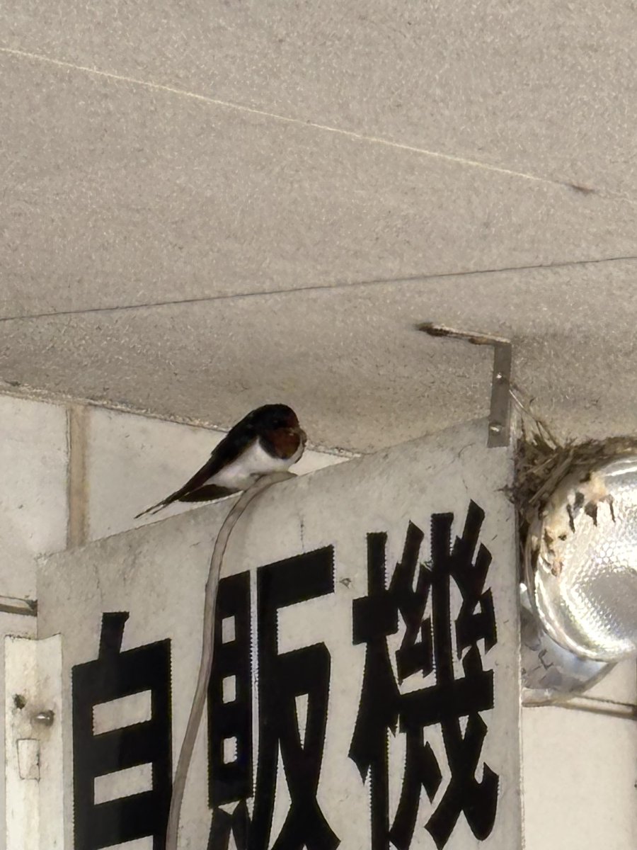 seed ベビメタおじさん tweet media