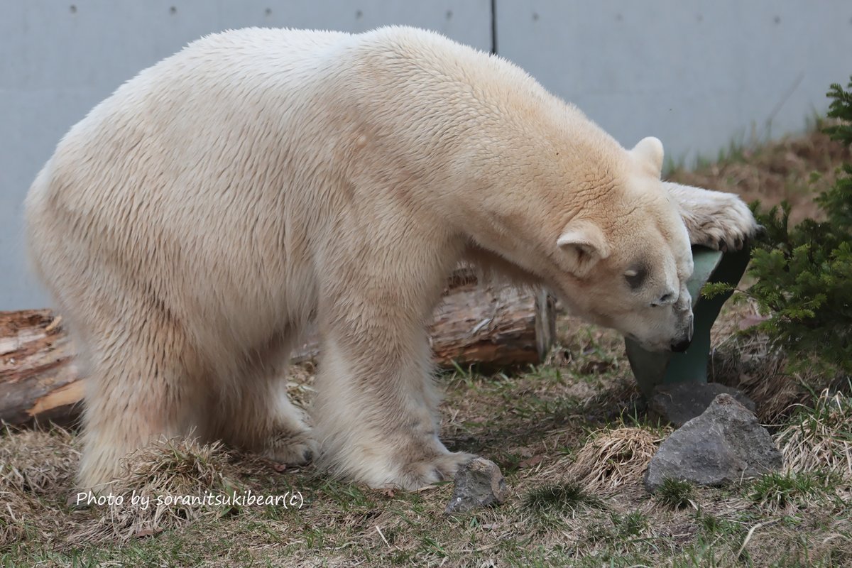 soranitsuki tweet media