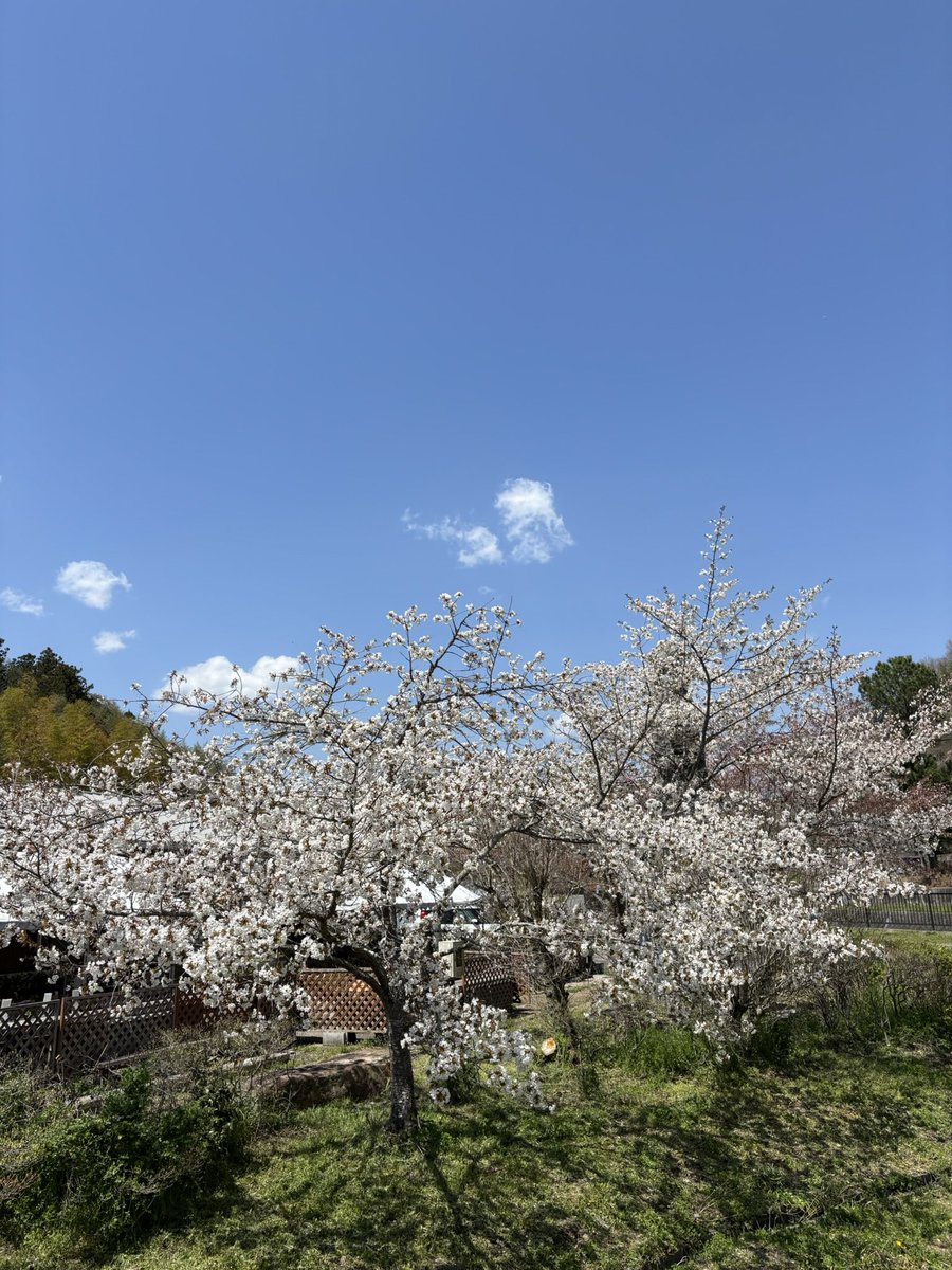 deadchan's tweet photo. 最高の天気ですね。
#ツーリング
#APE100
#バイク好きと繋がりたい
#バイク好きと繋がりたい
#春
#桜
#道の駅
#思い出作り
#くりの郷 https://t.co/pZphRpGqfl
