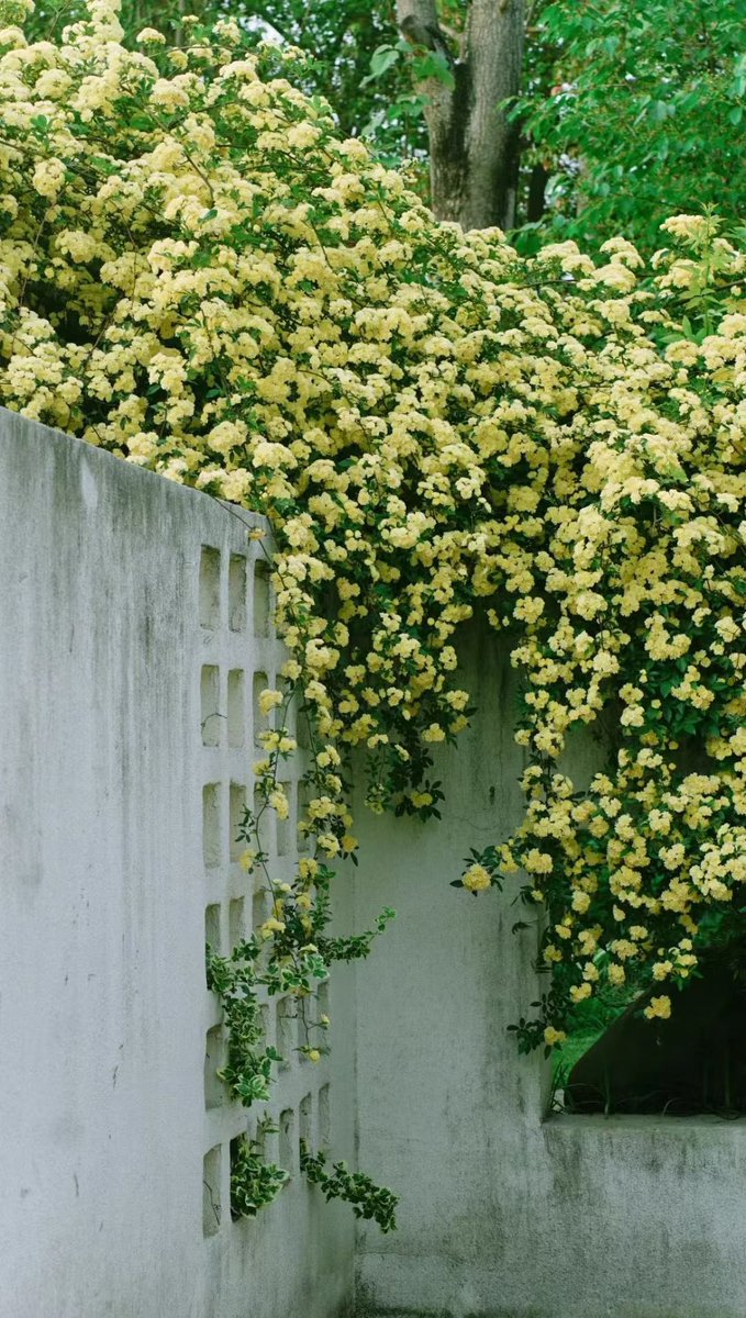 吃笋喝茶（互fo） tweet media