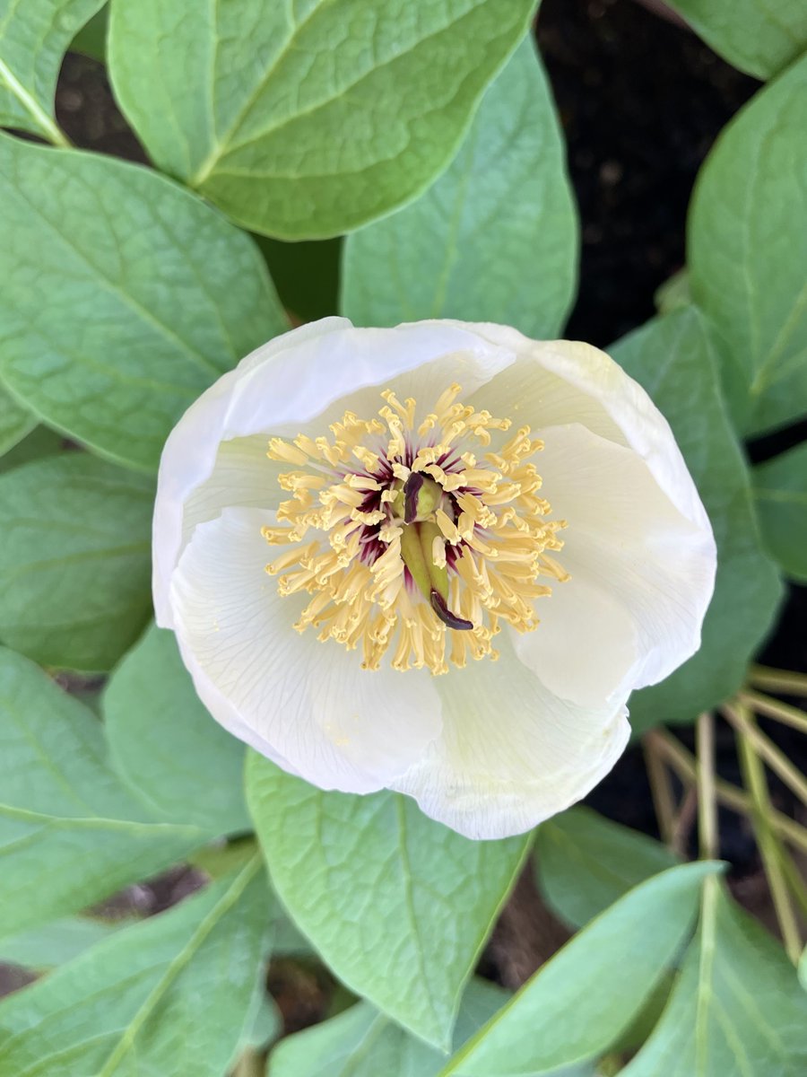 chat_bleujaune's tweet photo. お庭の芍薬が咲く。
咲く時期が早い。
顕現するスピードも早い。

時間も季節も年々早い。

感覚が変わったのか。
バグが直りはじめてるのか。

『早い』って漢字を3度も使うと
段々『花』に見えてくるから面白い。 https://t.co/ncN8GZi4Pi