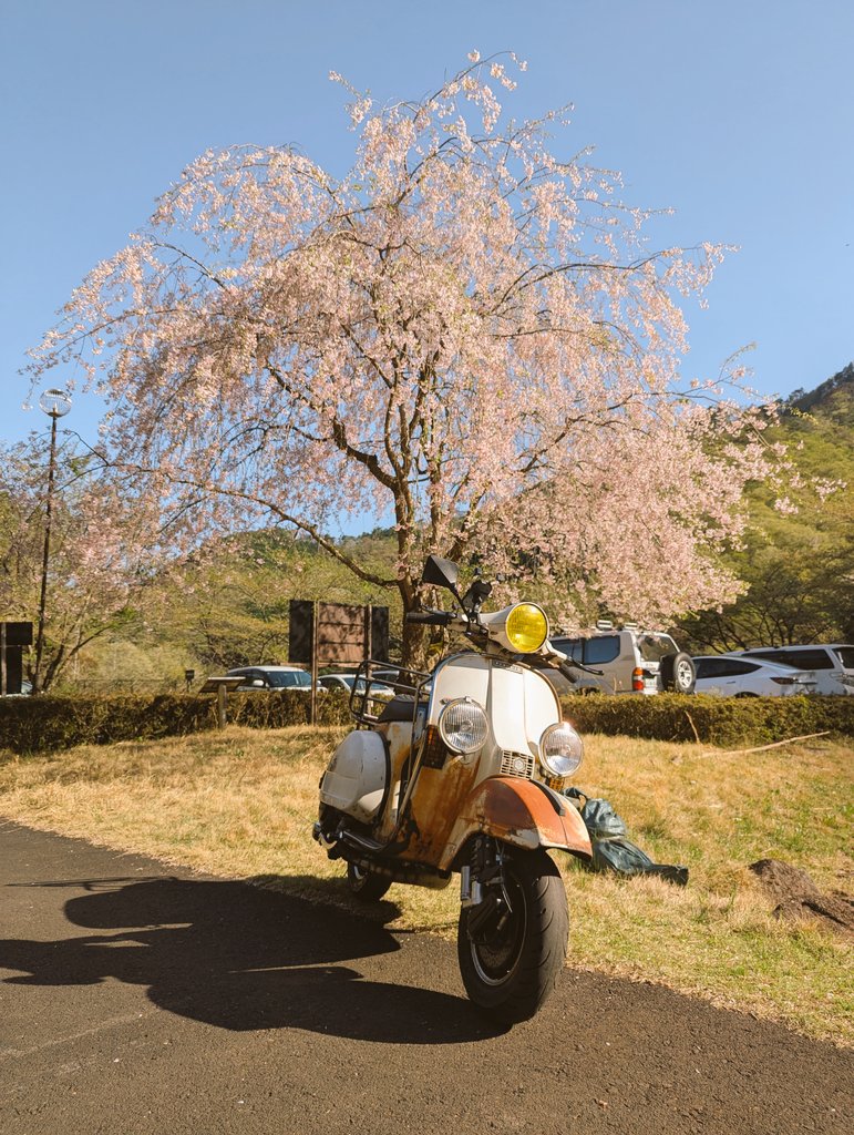 antique_cube's tweet photo. 今年最後のお花見かな♪(´―`)
#Vespa
#P200E
#お花見 https://t.co/MTElc8sRig