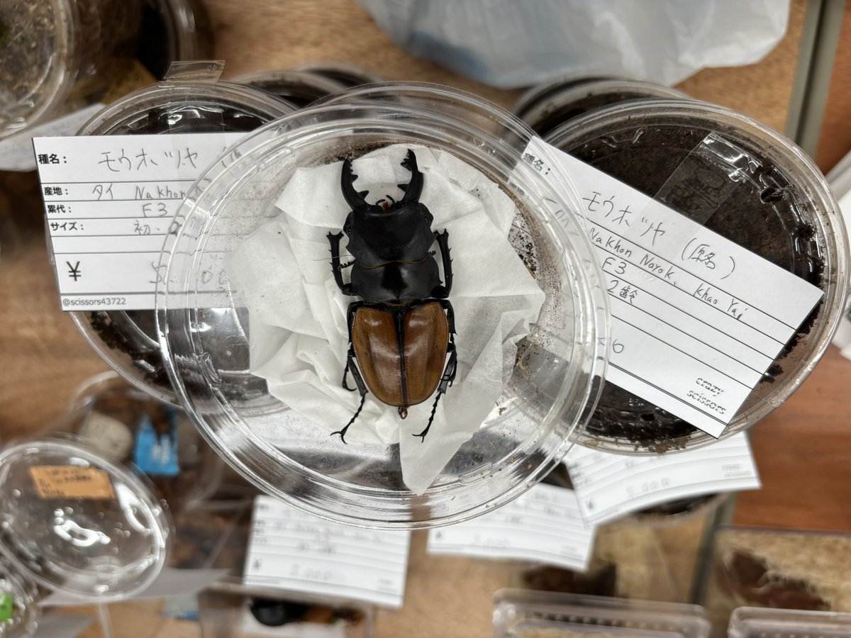 Crazy Scissors tweet media