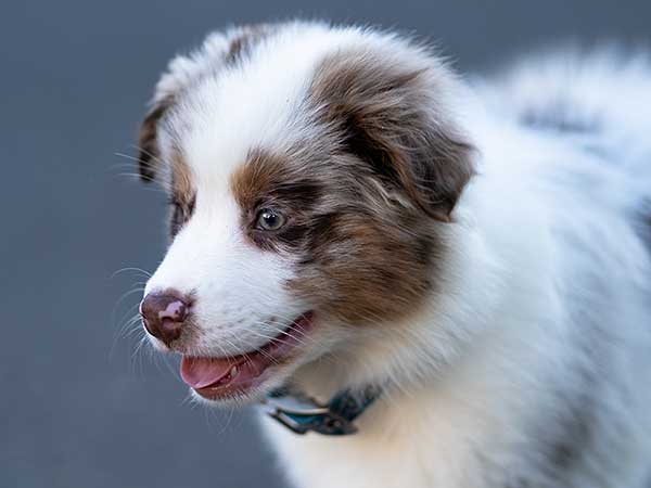 AussieShepLover's tweet image. A Beginning Guide To Puppy Obedience Training 🐾💖🎓
australian-shepherd-lovers.com/puppy-obedienc…

🔶 Aussie Owner? Get our Official Guide to Aussie Training &amp;amp; Care here...
australian-shepherd-lovers.com/asl-ebook-fb

#australianshepherd #aussie #dogtraining #puppytraining #aussielovers