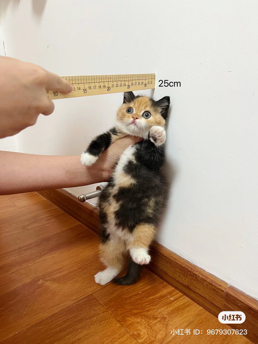 harleds13858's tweet image. Smol stuff always has a certain charm that is hard to ignore, doesn't it? There is something special about these tiny details. What do you think about this tiny style? #smol #minimalism