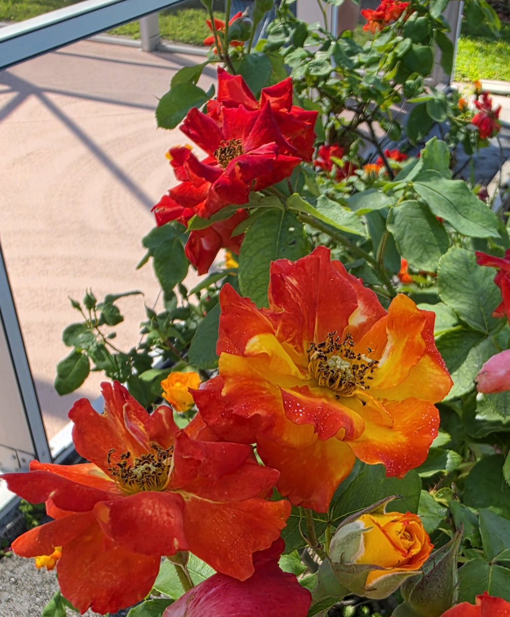 Gen_Boiko's tweet image. Star shaped treasures,
Blossoms burst in warm delight,
Reigns in February's chill,
Festive energy,
Untamed delight,
A gift for all seasons,
My Pinata Roses in Bloom. 

My Garden Photo, 
East Coast.

#Flowerreport