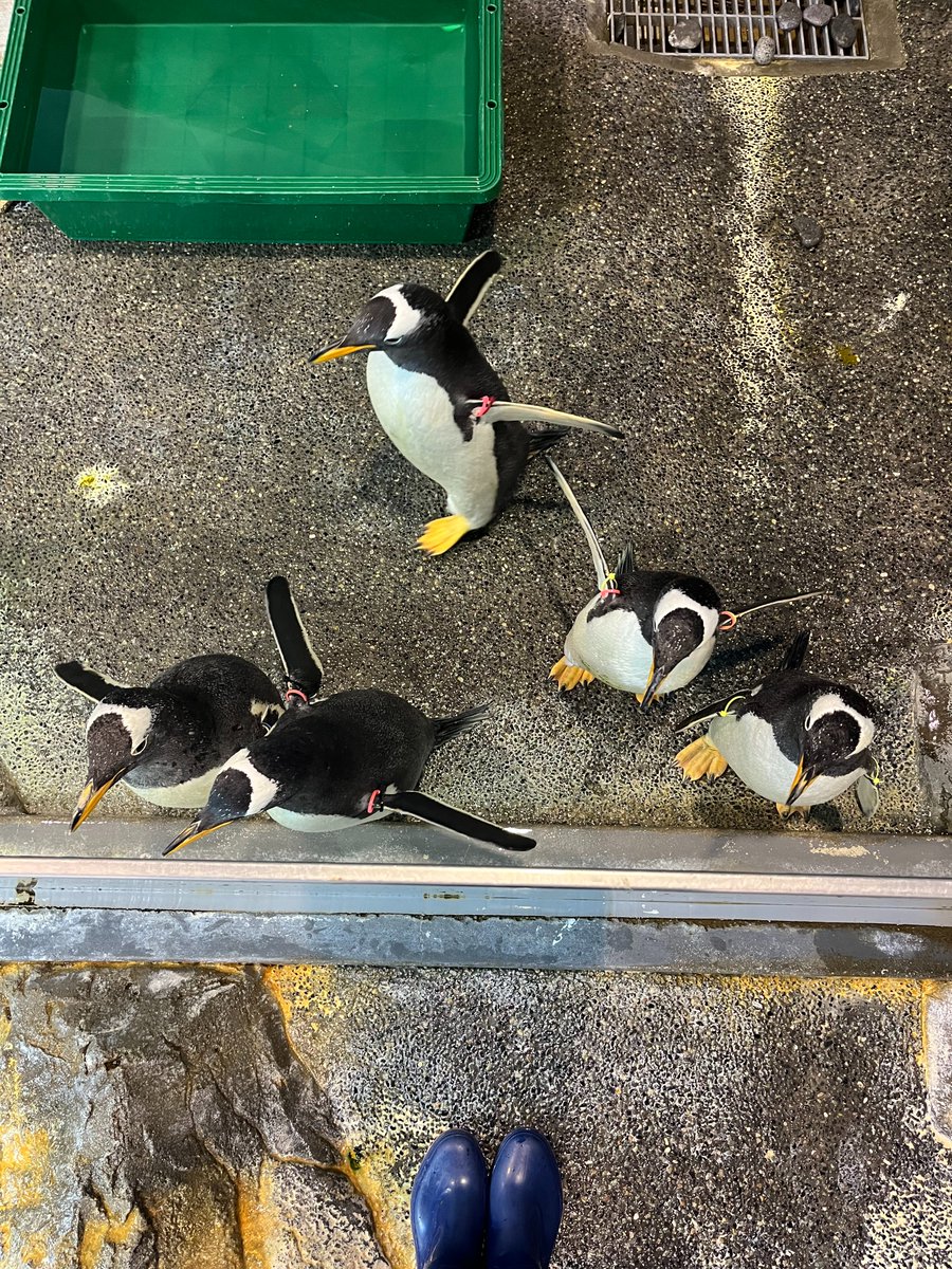 NagasakiPengin's tweet image. ジェンツーペンギン上からの図
#長崎ペンギン水族館 #penguin #aquarium
#長崎 #長崎観光 #水族館 #ペンギン
#ジェンツーペンギン #色んなフォーメーション