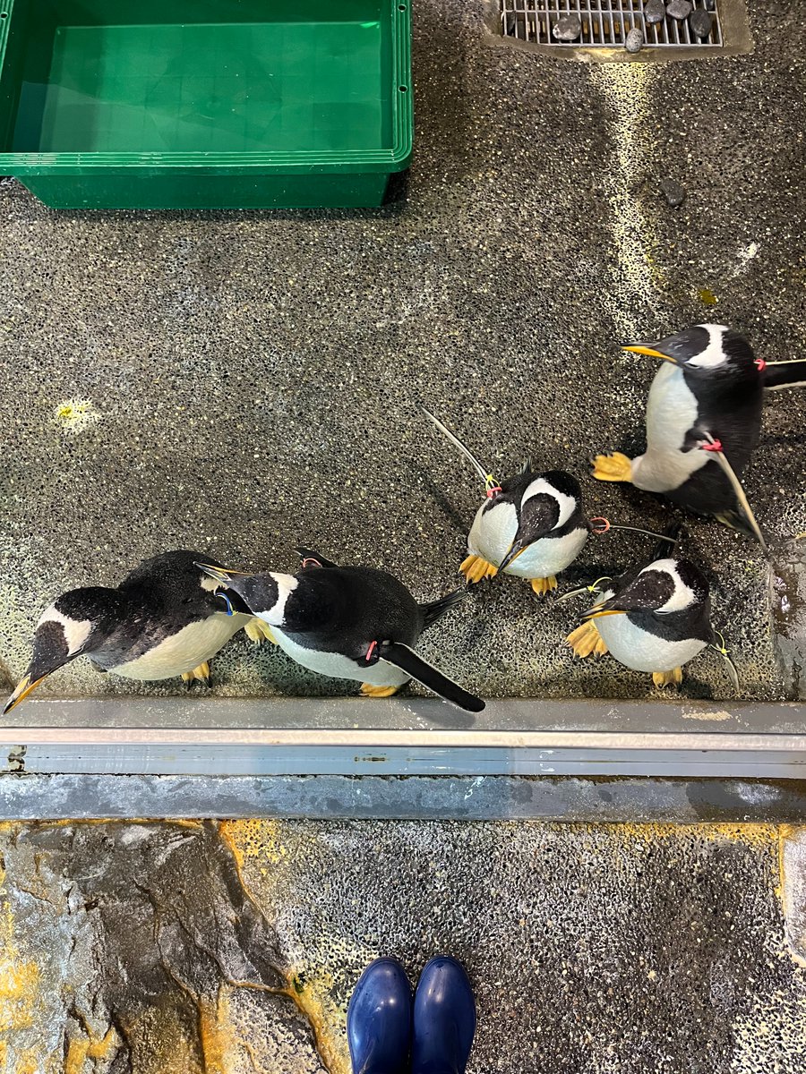 NagasakiPengin's tweet image. ジェンツーペンギン上からの図
#長崎ペンギン水族館 #penguin #aquarium
#長崎 #長崎観光 #水族館 #ペンギン
#ジェンツーペンギン #色んなフォーメーション