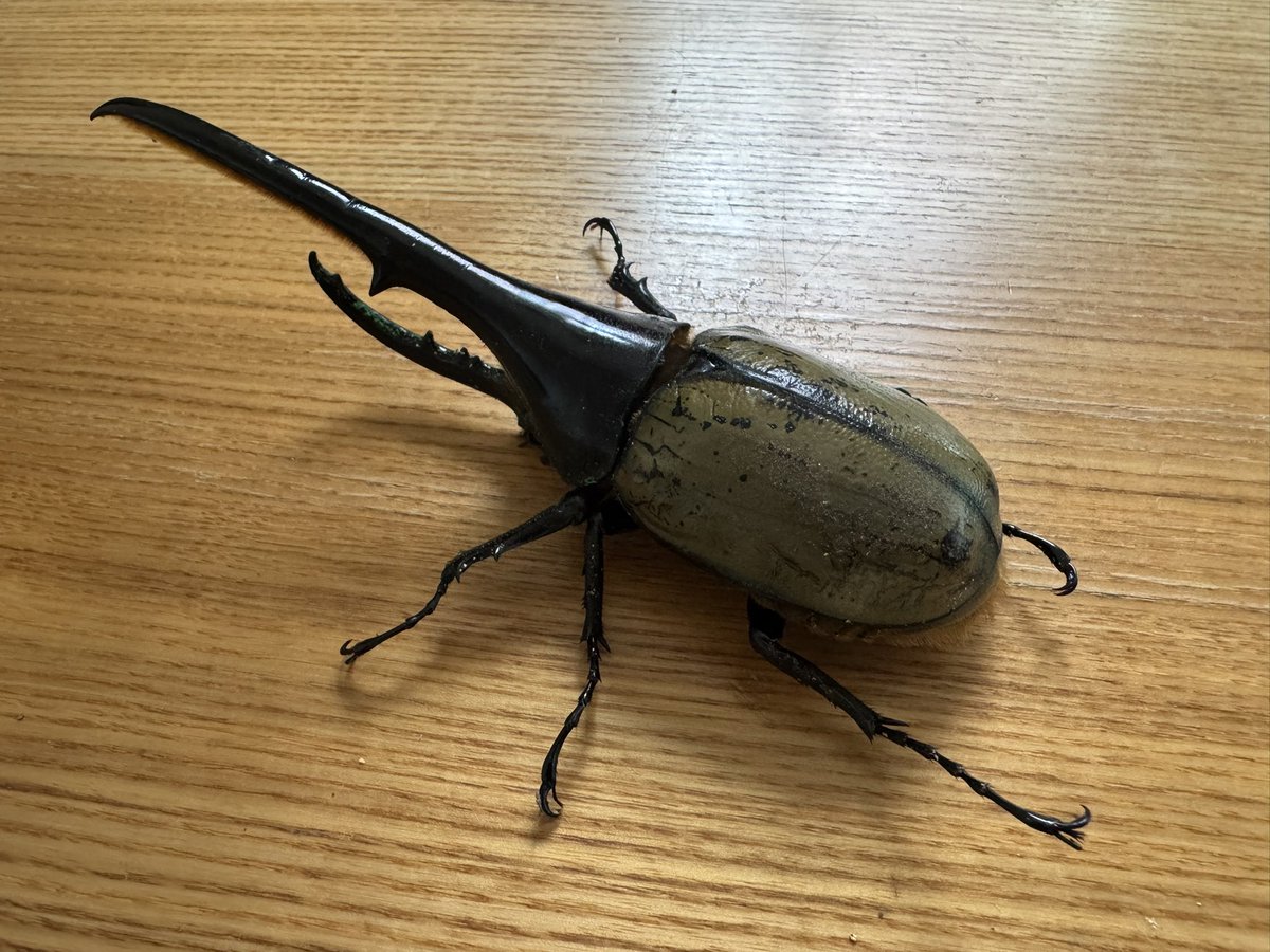 虫印Fish tweet media