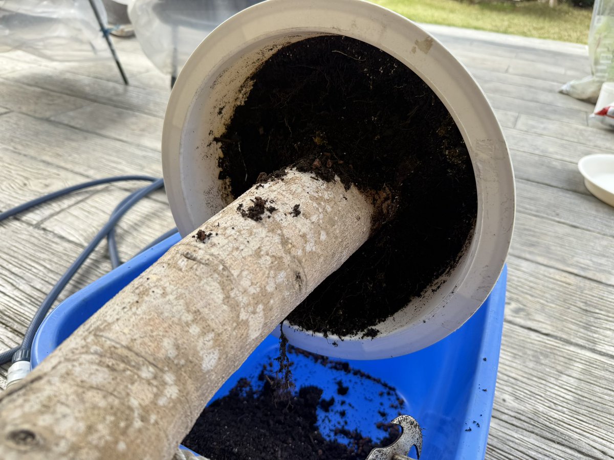 たそ。 tweet media