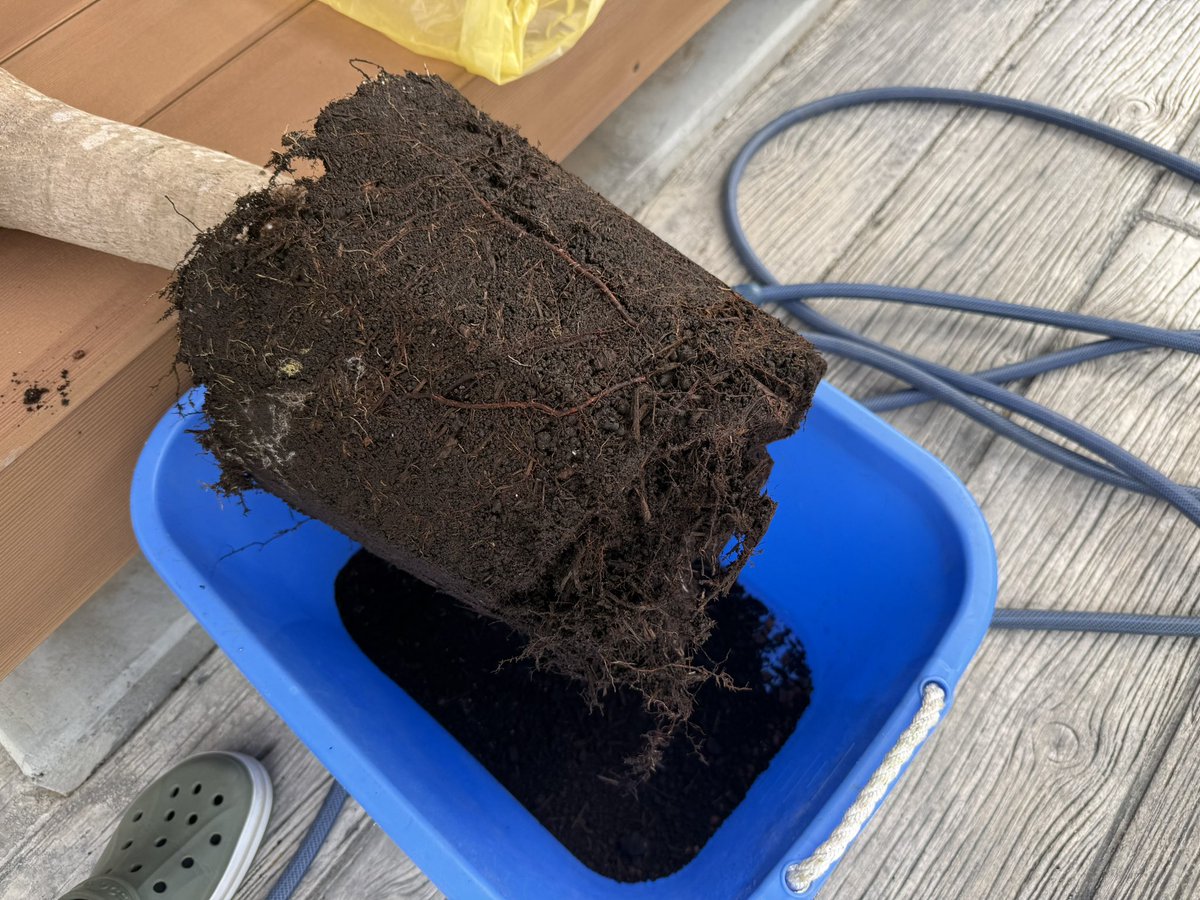 たそ。 tweet media