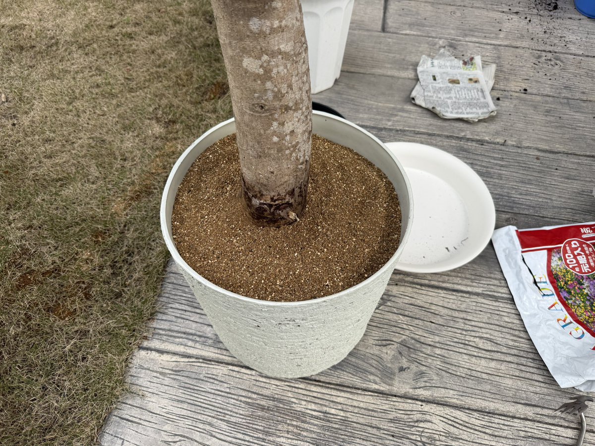 たそ。 tweet media