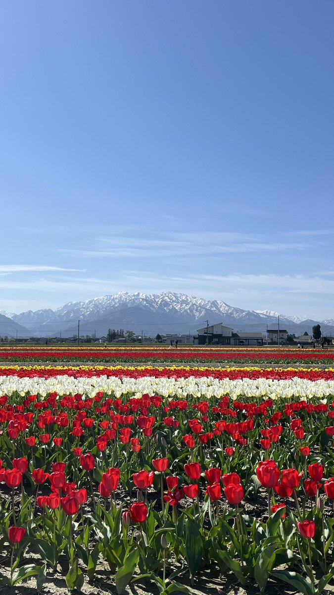 🌷にゅうぜんフラワーロード🌷 tweet media