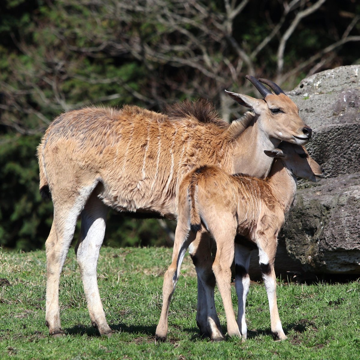 あごの下にぴったり😊

#エランド 
#どちらも赤ちゃん 
#アフリカンサファリ