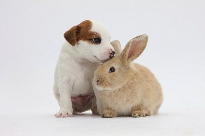 thepopularanimals tweet media