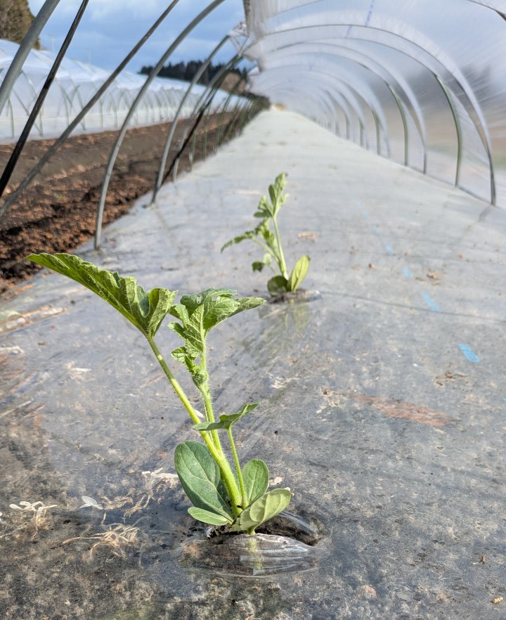 KIRI_MOG tweet media