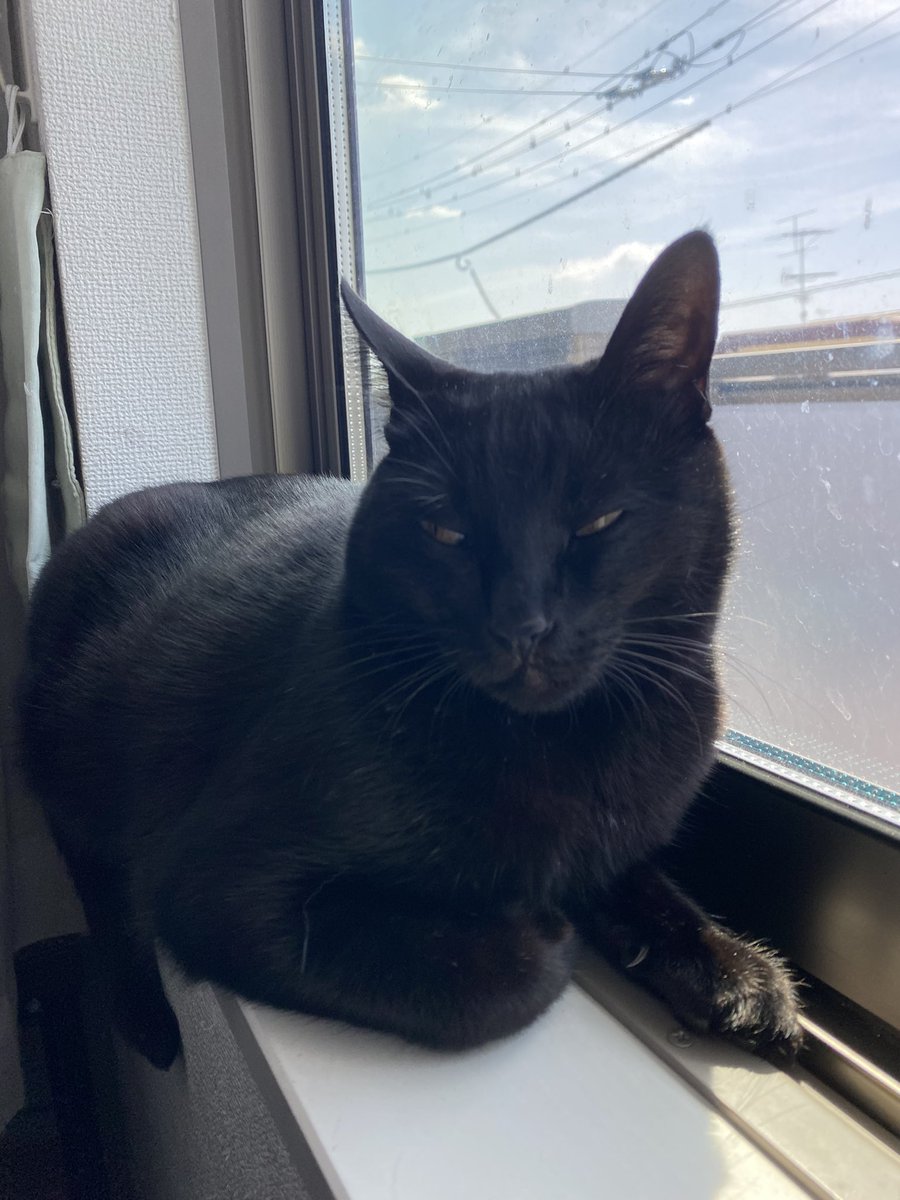 youpi🐈‍⬛黒猫 tweet media