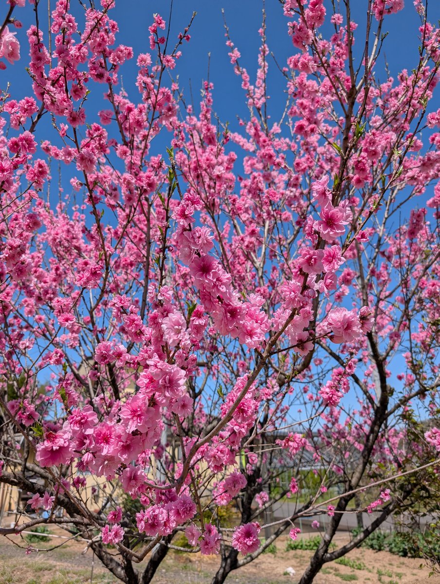 今日の花見山

今日は風が強く桜は花散らしの可能性が高いです。
桜以外にも他に咲いている花もありますので、お花見は午後には風が弱くなる予報なので午後か明日をオススメします。

＃福島市　＃きぼうの広場　
＃花見山　＃きぼうの桜