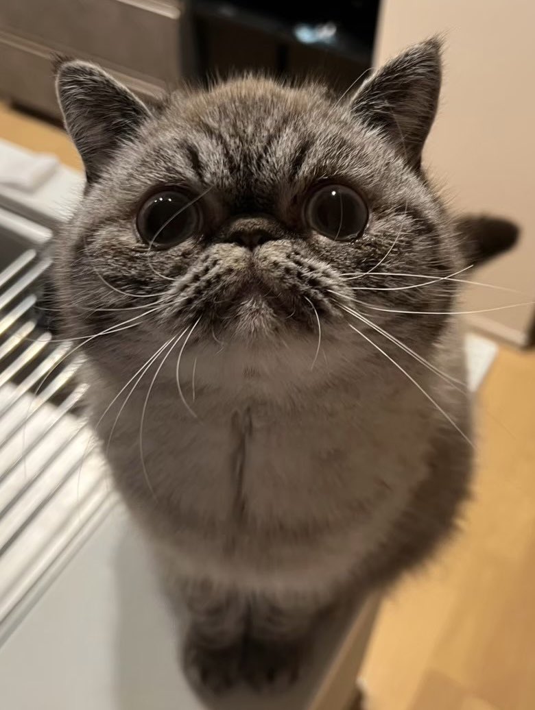 okoge_yakitate's tweet photo. あの…私、…猫ちゃんの「ω」（鼻からお口にかけてのふくらみ）が大好物なんですが……みなさんのお家の猫ちゃんの「ω」も見せていただけませんか……？

#猫のいる暮らし
#猫好きさんと繋がりたい https://t.co/V8zAHQPrve