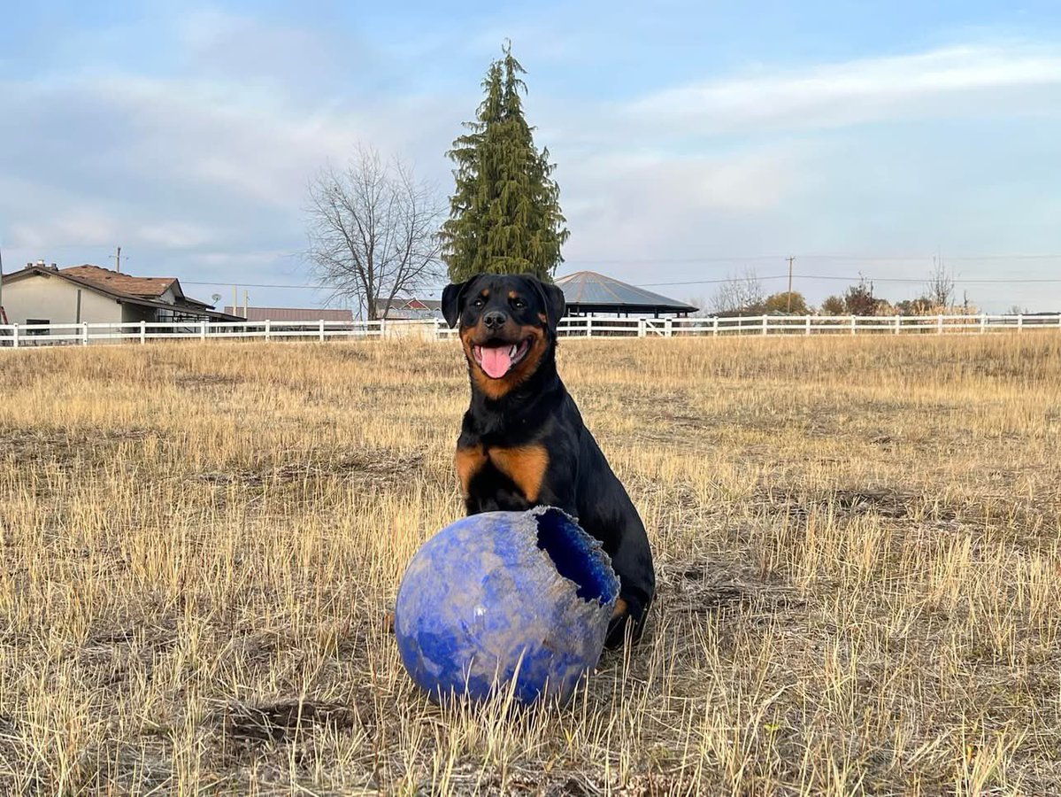Bella Fogal Rottweilers tweet media