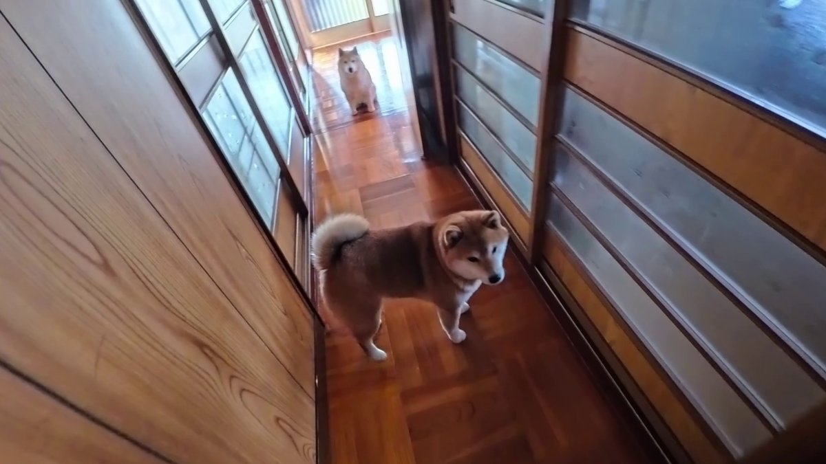 GMJpaCSCbuIDYDw's tweet image. おやつのお迎えにくる末っ子ちゃんと指示役
#dog #shiba #犬 #柴犬 #丸柴 #犬のいる生活 #柴犬がいる暮らし
くわしくはコチラから
youtu.be/Y-MOt4ITJuo @YouTube