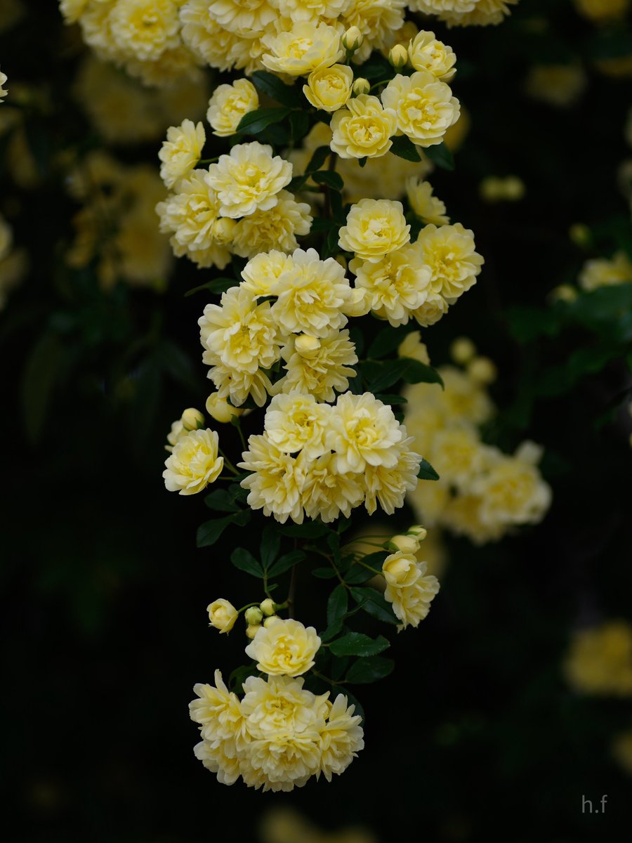 Hiroshi Furukawa tweet media