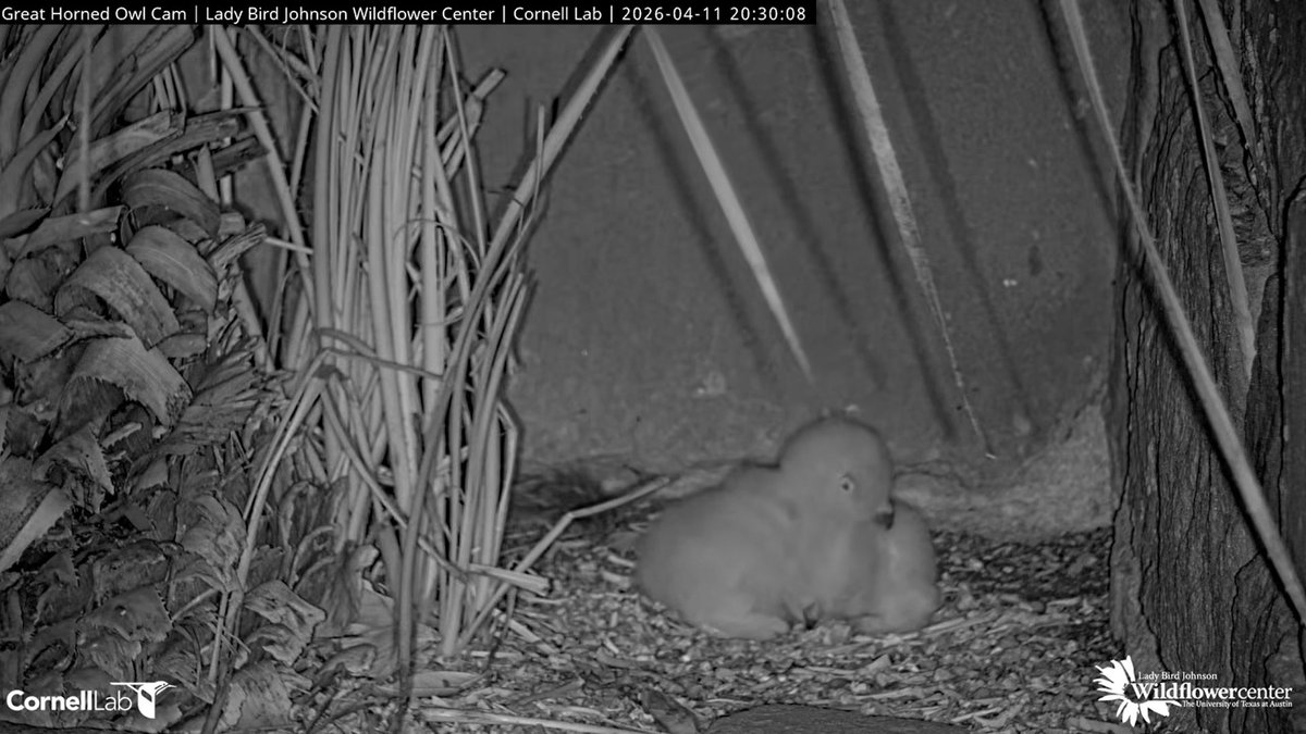 wildflowerowls's tweet photo. 20:30, 4/11 Owlet cuddle puddle... https://t.co/8GxHkgdKHO