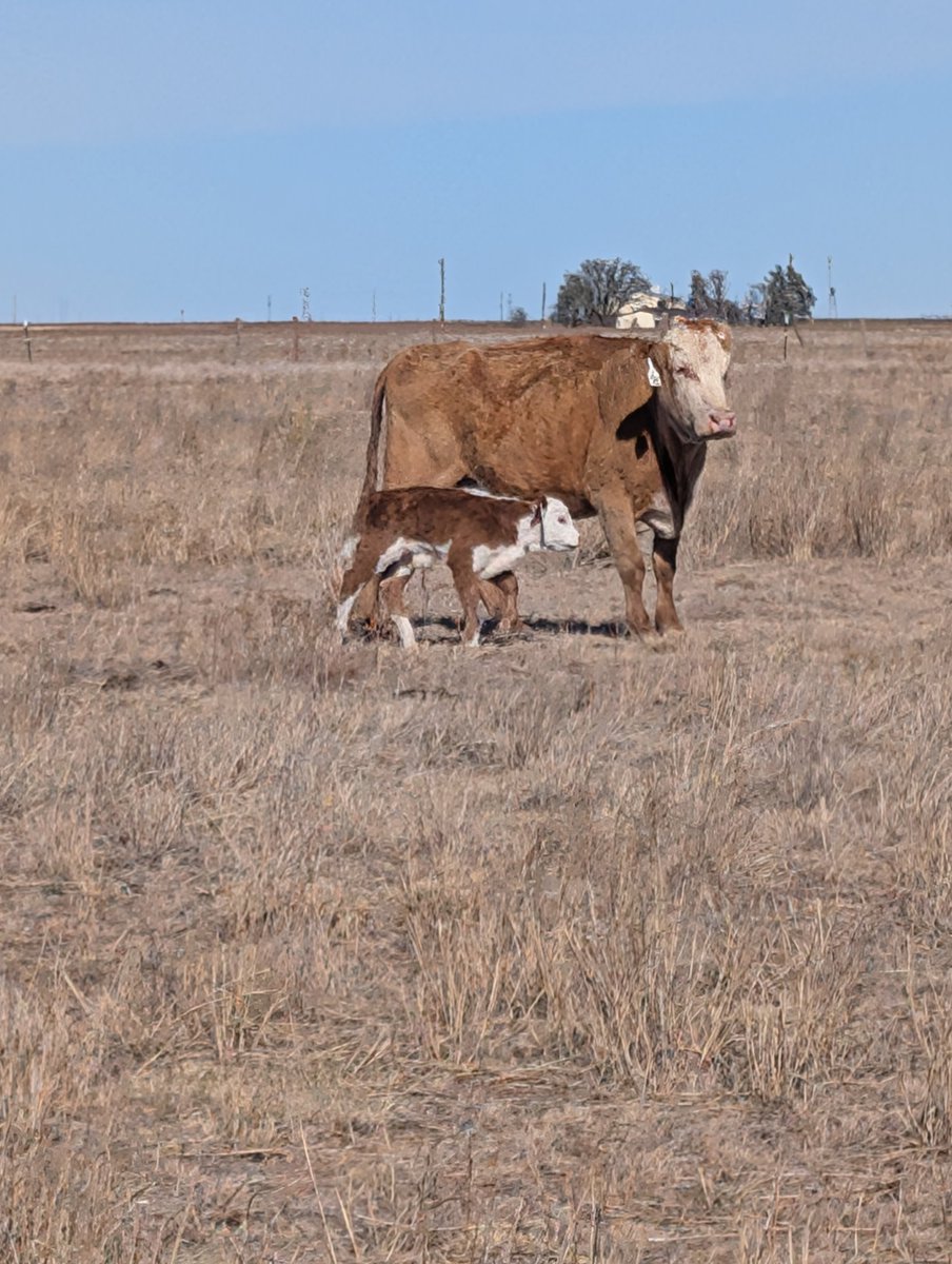 Cattle Mafia ®️ tweet media