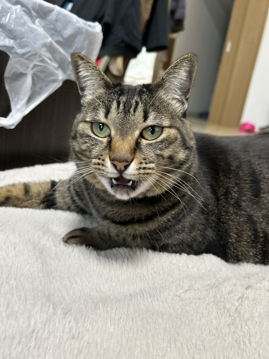 トリハダの黒いやつ tweet media