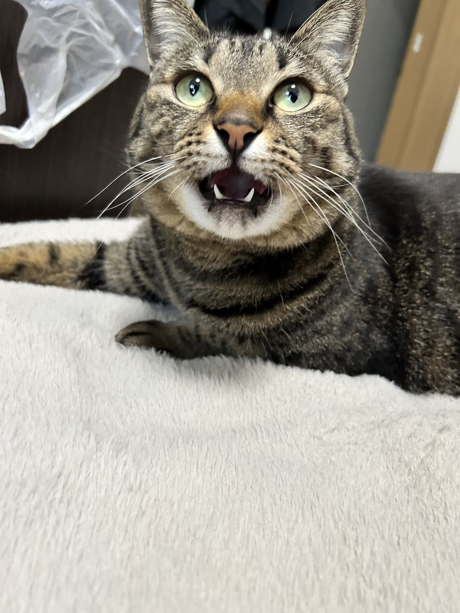 トリハダの黒いやつ tweet media