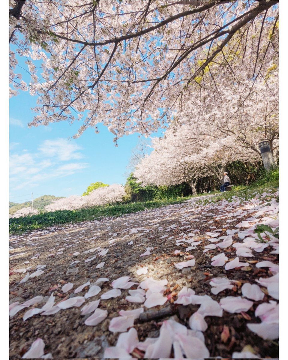 猫っ毛 tweet media