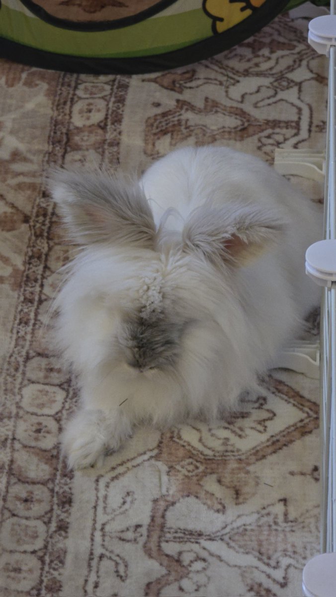 knife-wielding rabbit tweet media