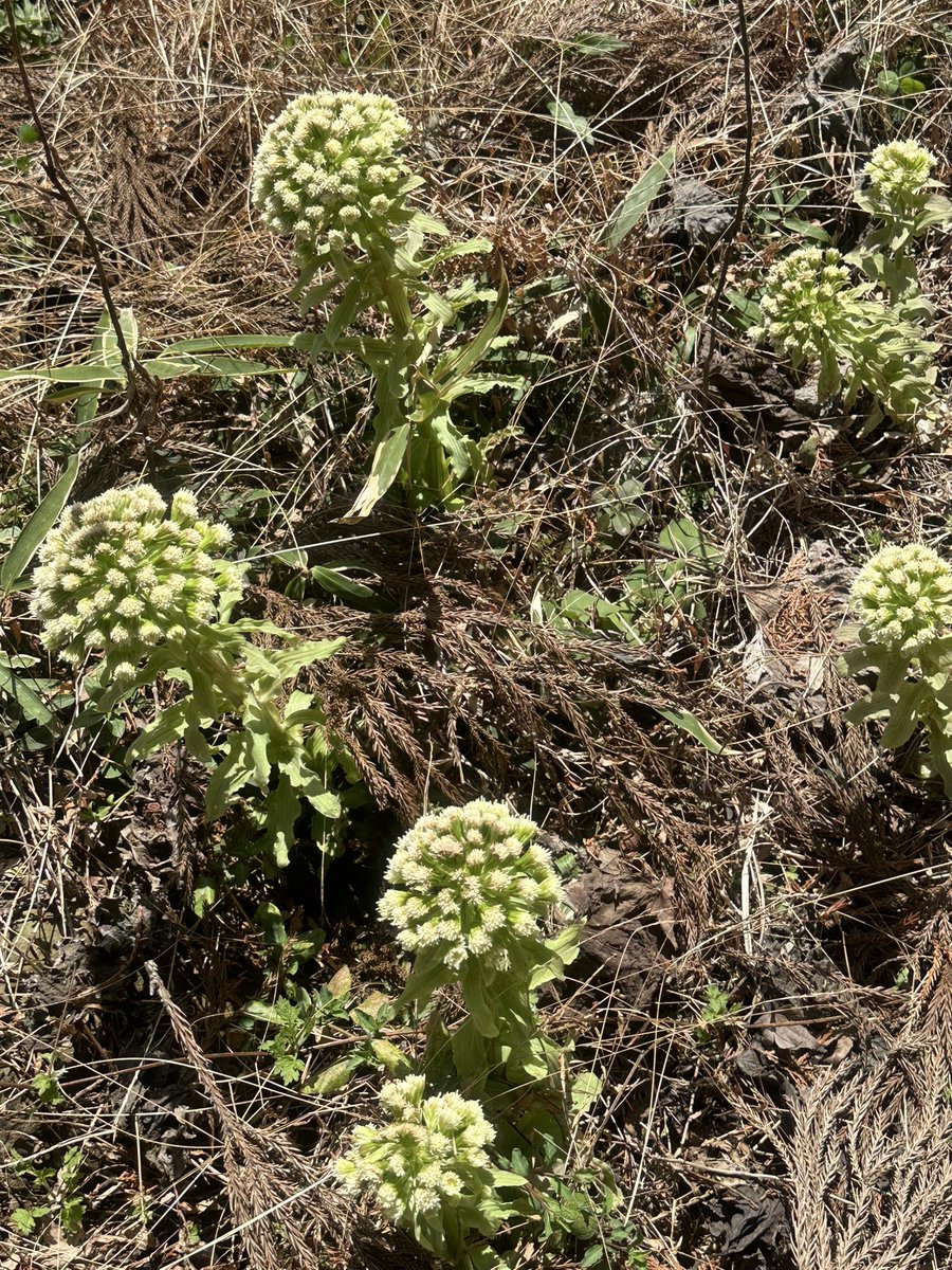 Masa KH8B M0ITU JH3PRR tweet media