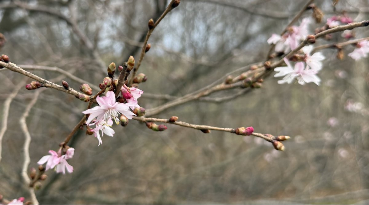 hararielhiro's tweet photo. 早咲き桜かな
#桜
#さくら
#北海道の桜 https://t.co/MjNoW1kD9G