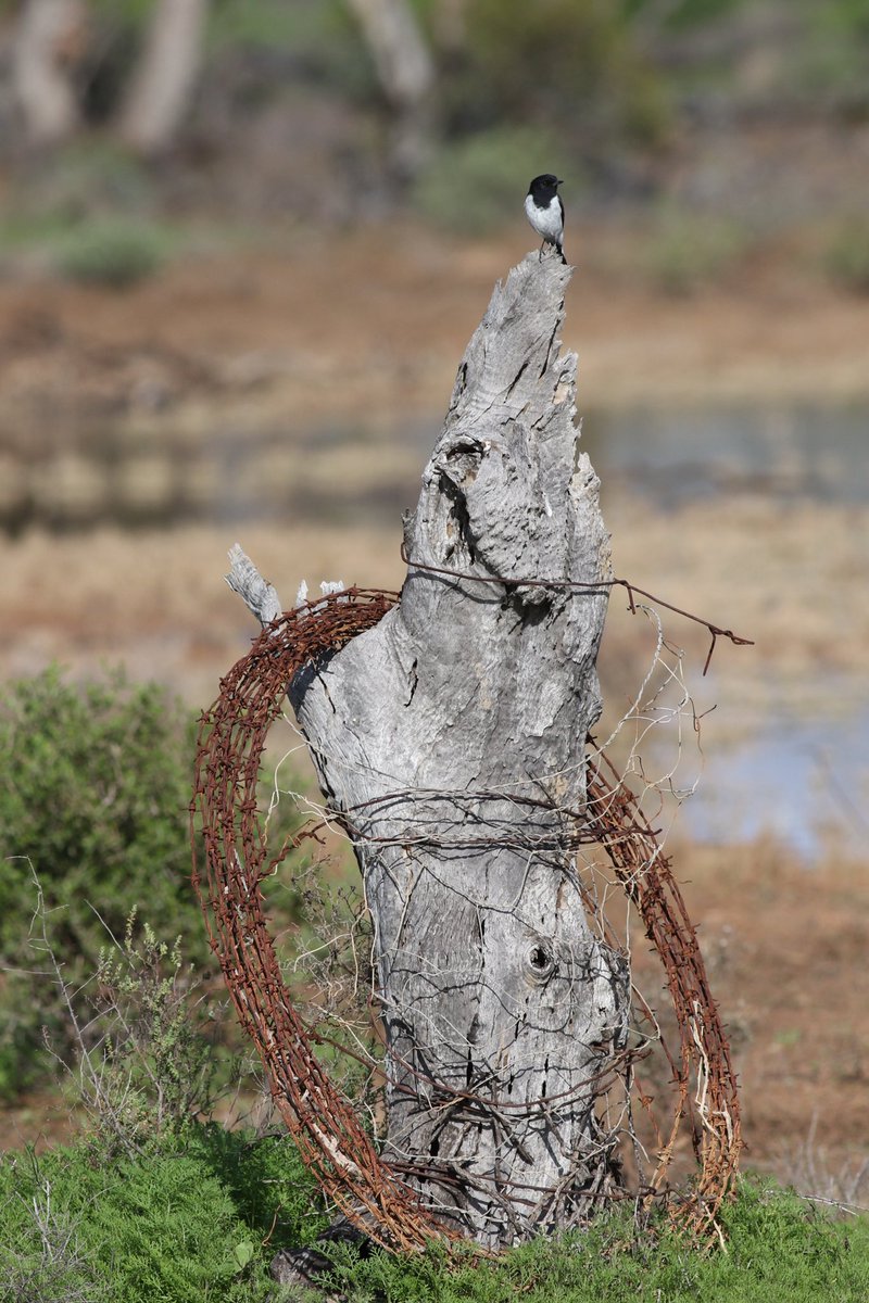 boyfrombruce's tweet photo. A Hooded Robin standing guard on top of an old fence post at Old Gluepot Dam. #birds #BirdsSeenIn2026 #gluepot https://t.co/v5hUZFkBXz