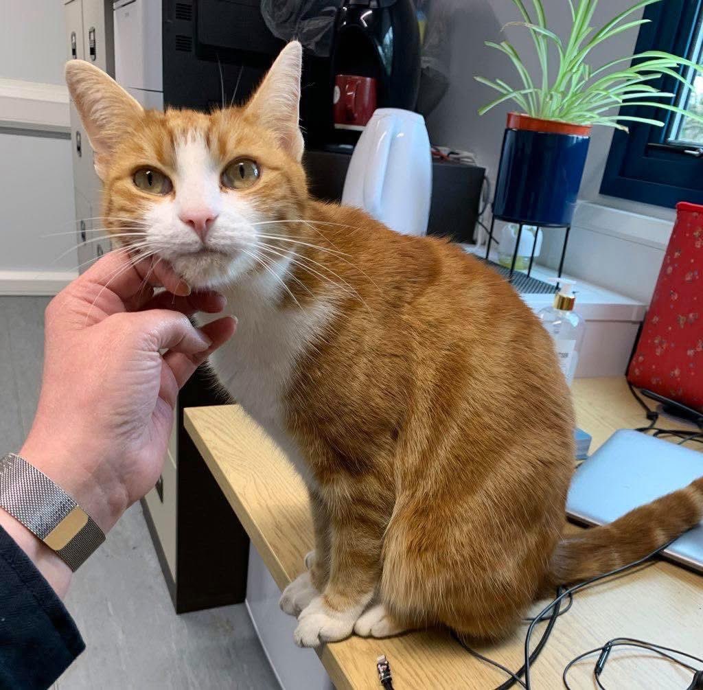 George The Stourbridge Junction Station Cat tweet media