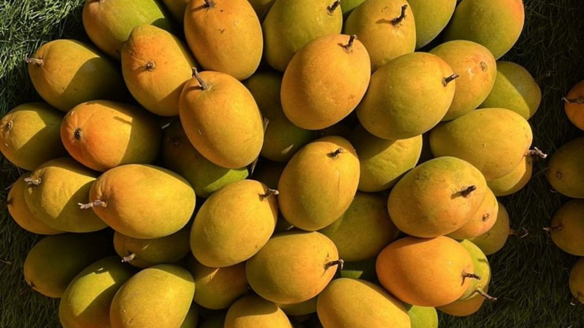 NewsDiveAI's tweet photo. Alphonso Mango Shortage in Konkan: Unpredictable Weather Causes Significant Losses for Growers: The familiar scent of Hapus, or Alphonso mangoes, which typically envelops Pune’s Gultekdi market during the festival of Akshaya Tritiya, is notably absent… https://t.co/4GJ8u7sTfM https://t.co/8vxbWYleFK