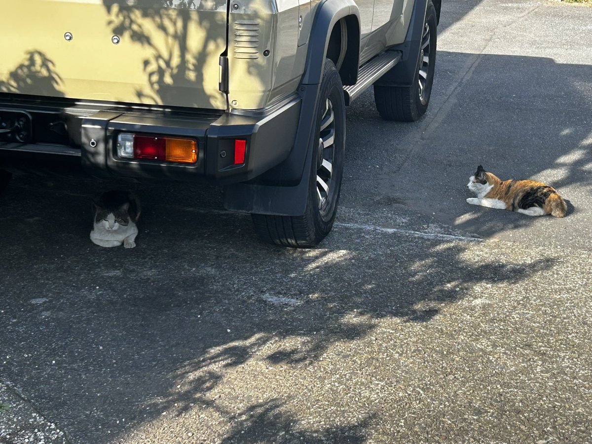 GONZO ゴンゾー(本名:寺社下峻平) Tambourine master tweet media