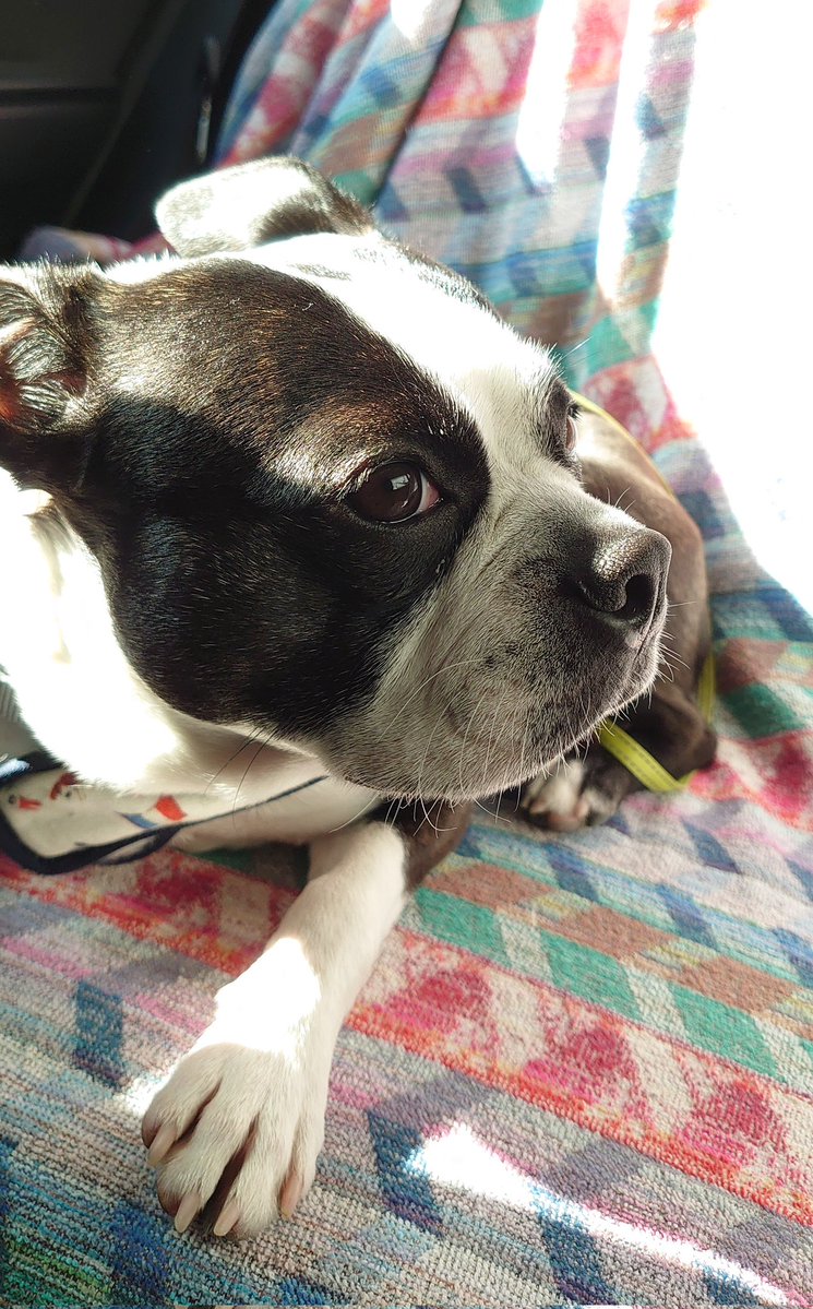 赤目(彷徨う) tweet media