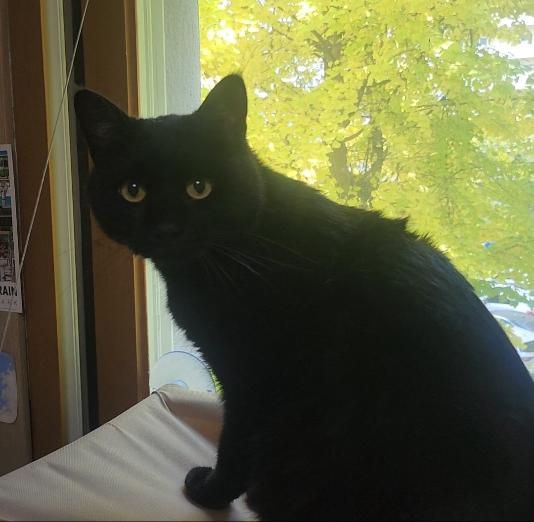 퀭씨 Queng.c《만화책 정식출간,전국서점 유통! 메인트 확인》 tweet media