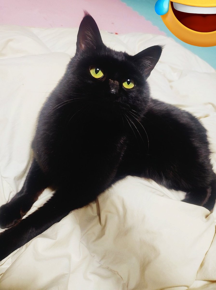 퀭씨 Queng.c《만화책 정식출간,전국서점 유통! 메인트 확인》 tweet media