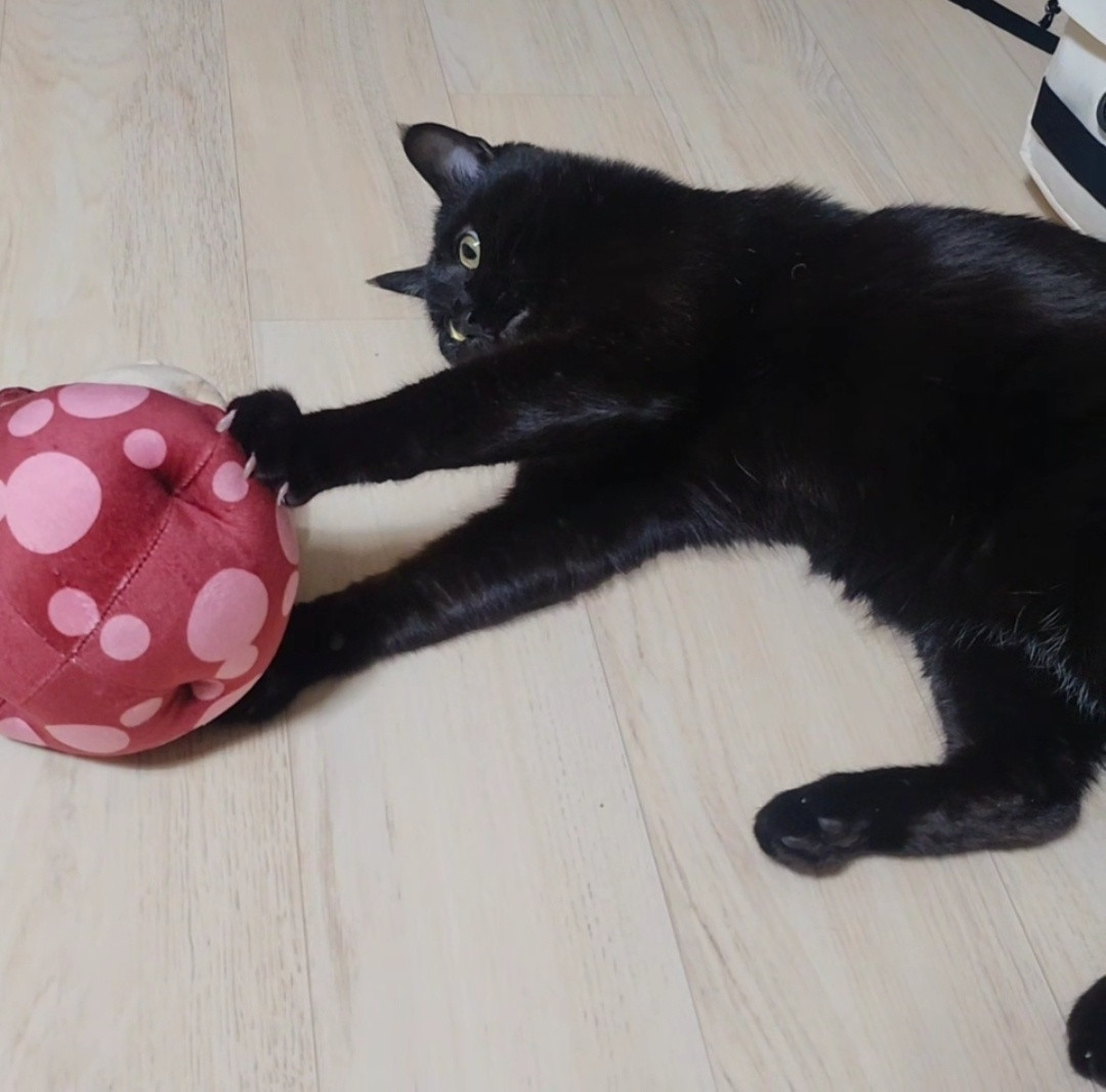 퀭씨 Queng.c《만화책 정식출간,전국서점 유통! 메인트 확인》 tweet media